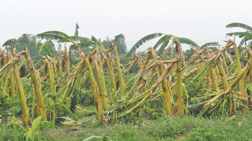 Powerful storm wipes out Chitwan's banana crop - Vimarsana News