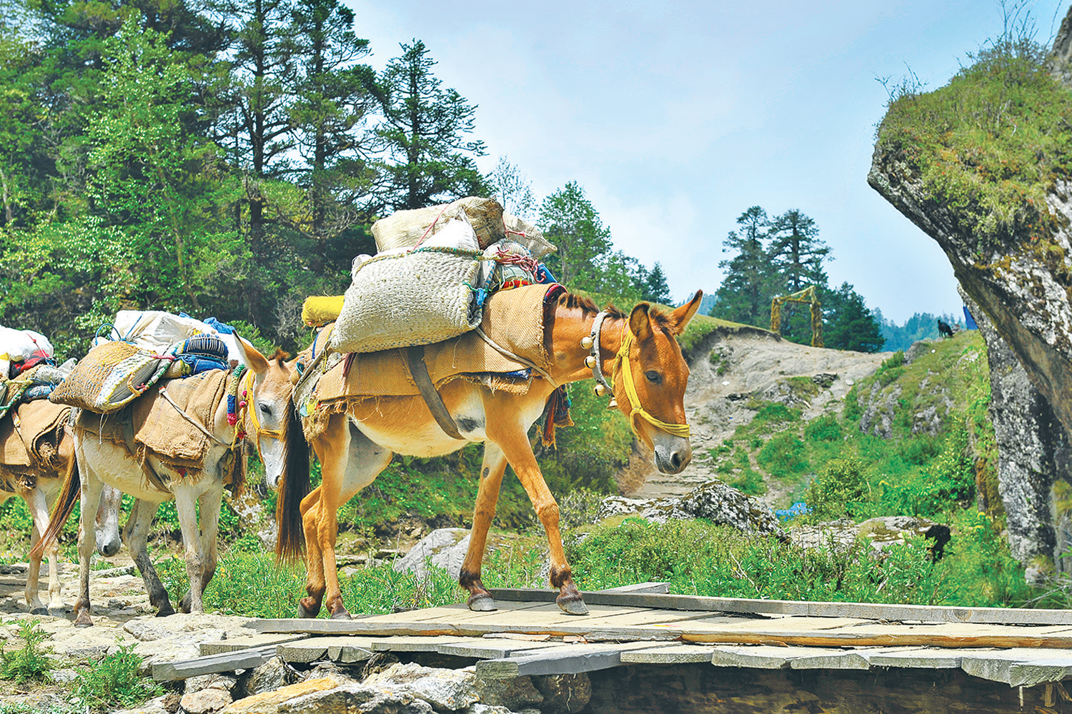 Millions spent on infrastructure, yet Khaptad struggles to attract tourists