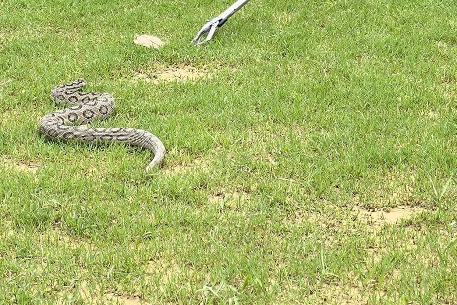 Russell’s viper captured from Bardaghat area