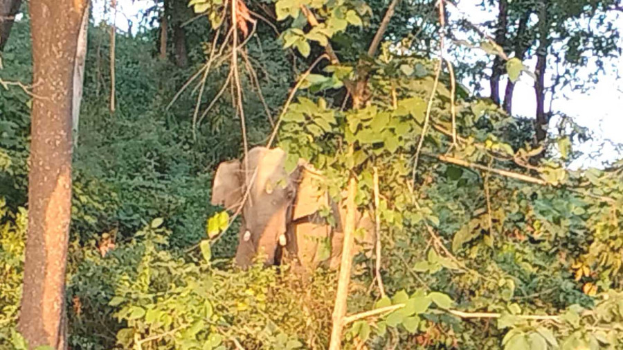 Authorities mobilise after rogue elephant wreaks havoc in Bara settlements