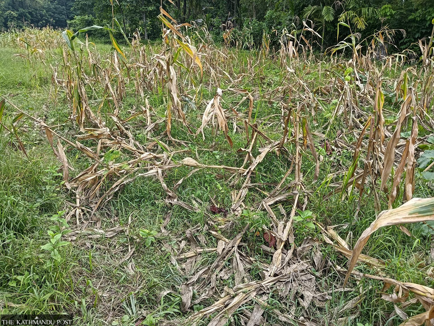 elephant-raids-are-now-routine-in-jhapa-s-bahundangi