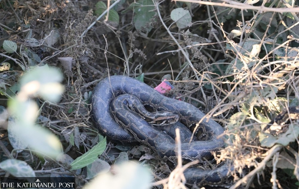 Four pythons spotted in one location in Lumbini