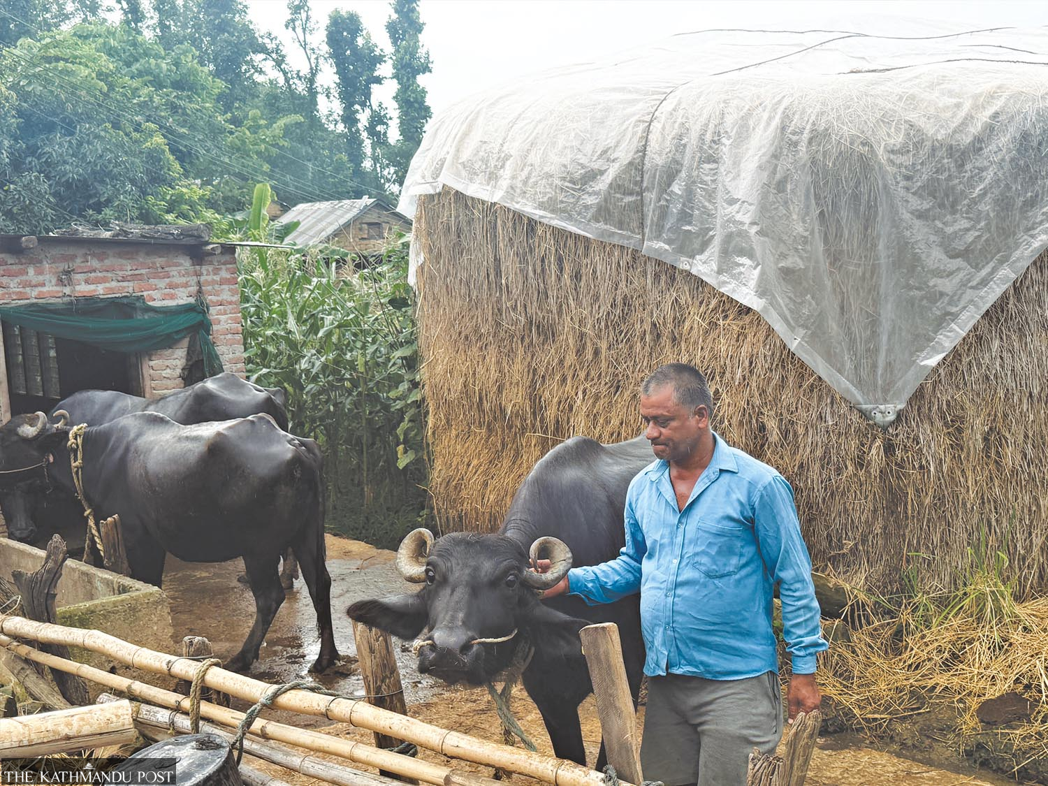 Rs340 million Murrah buffalo scheme fails farmers in Karnali