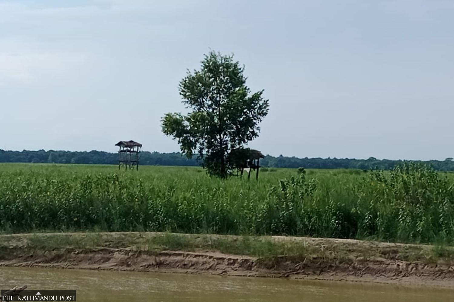 Kanchanpur farmers risk life sleeping in the field to protect crops from Shuklaphanta animals