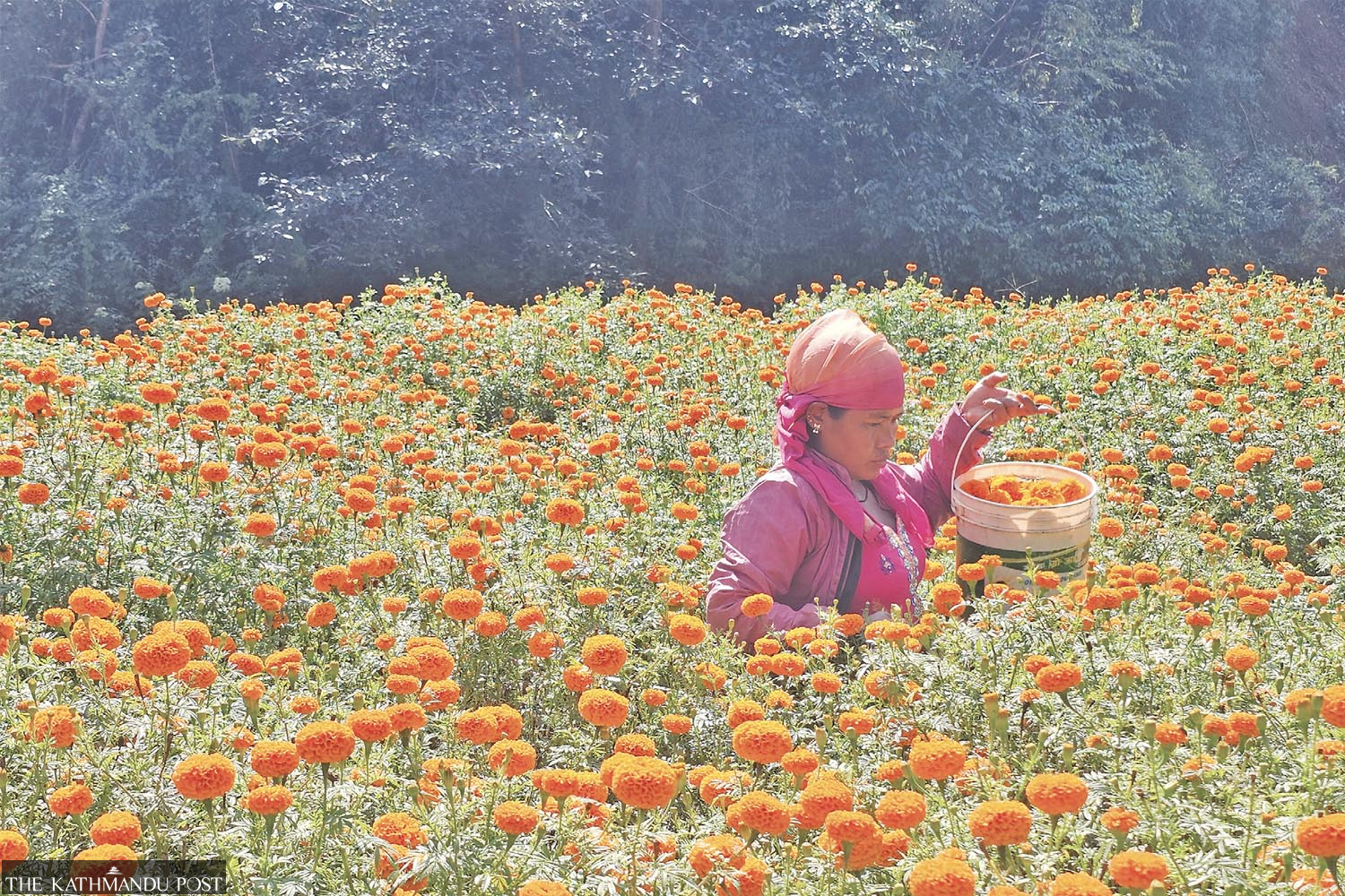 Gulf returnee turns flower farming into lucrative livelihood