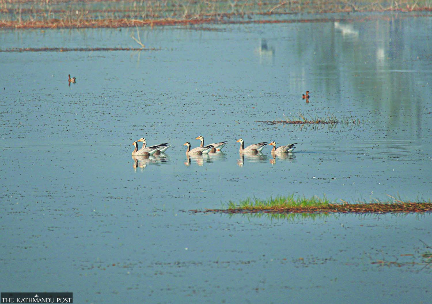 Three pairs of bar-headed geese sighted in Jagadishpur Bird Sanctuary