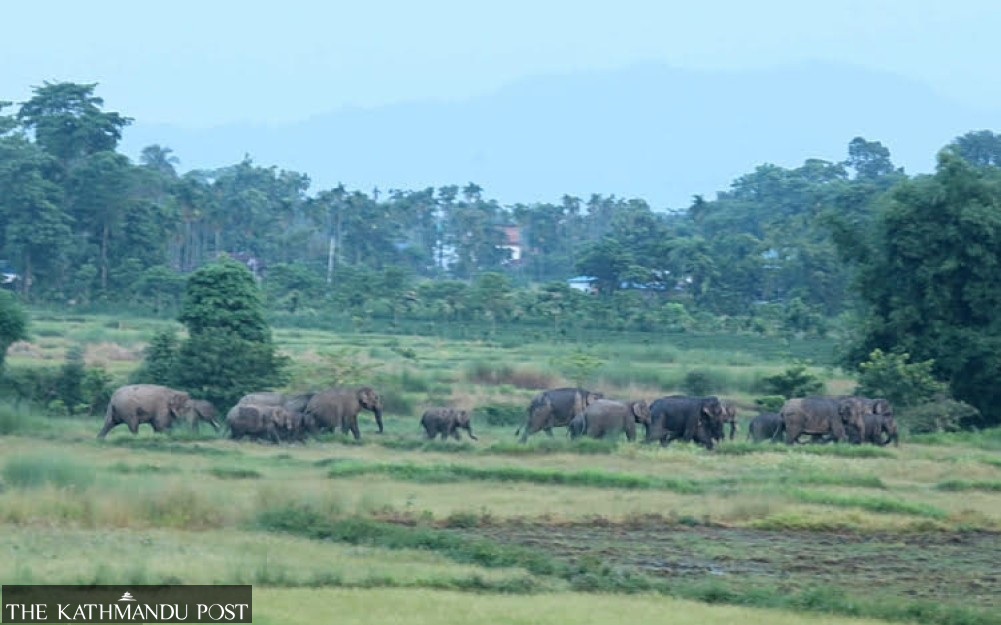 Herd of wild elephants spotted in Shivasatakshi forests