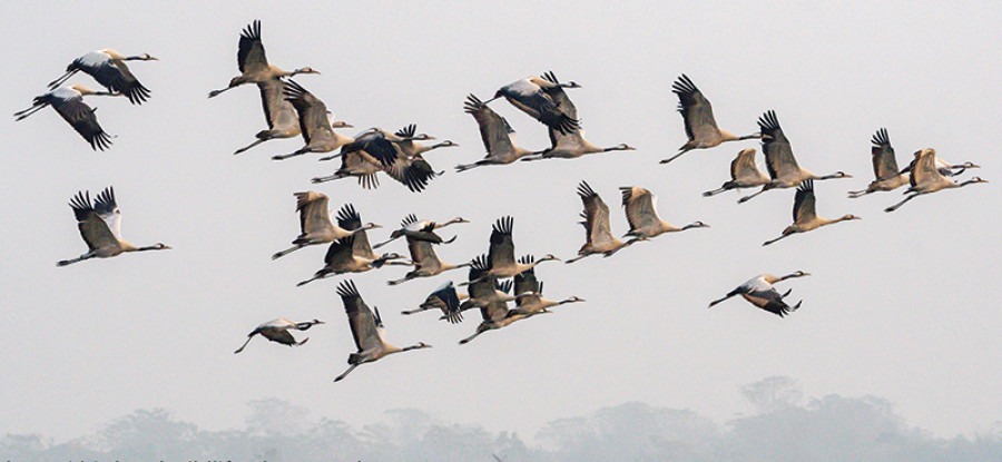 Historical account of bird migration