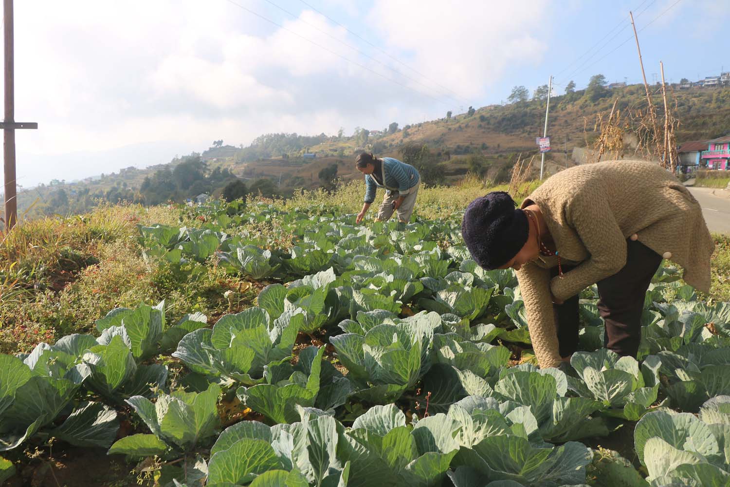 Vegetable prices are falling on sufficient supply