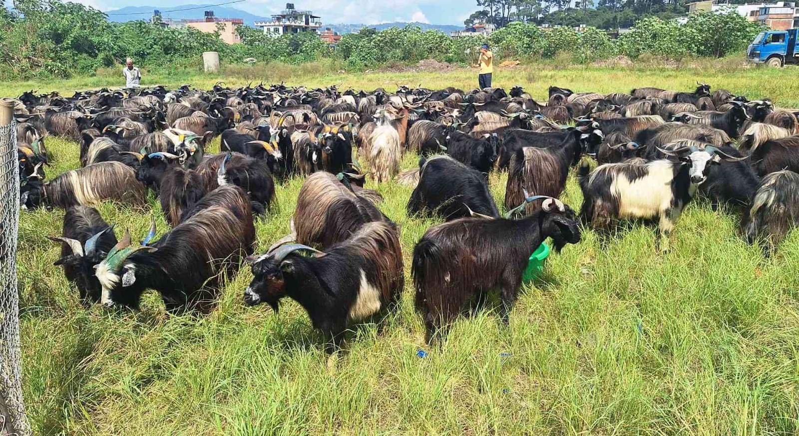 Government agency not to sell goats this Dashain. Metropolis won’t ...
