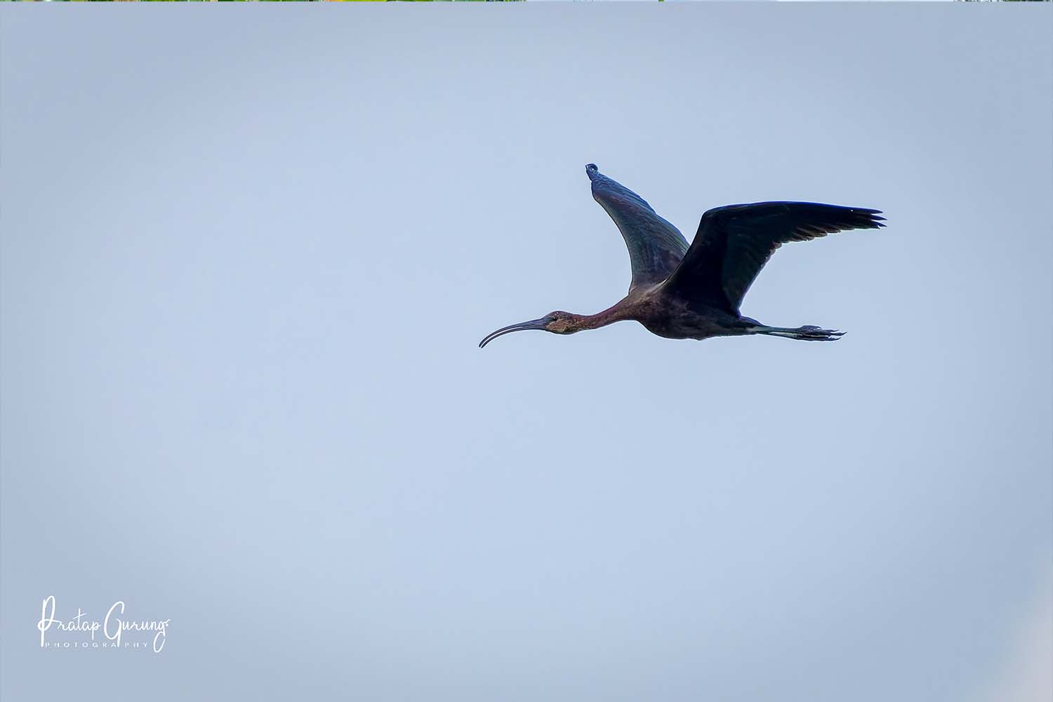 Glossy ibis sighted in Kathmandu Valley after 181 years