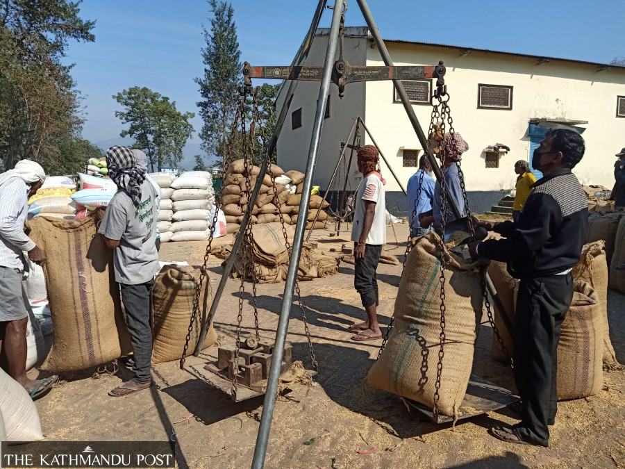 Farmers in Kailali struggle to sell paddy