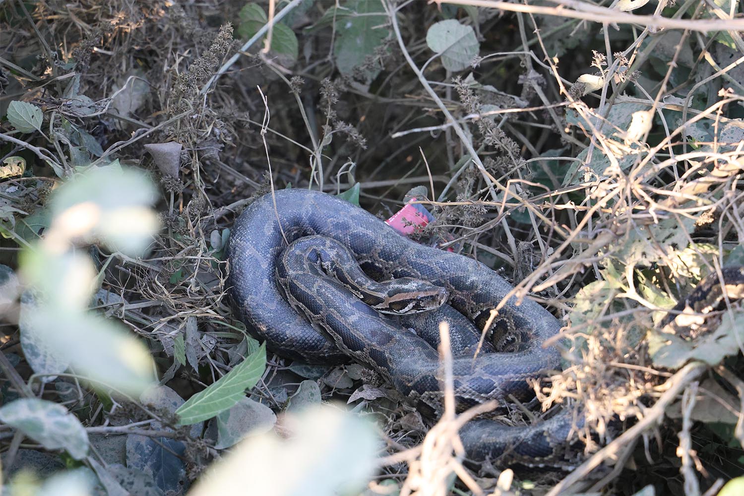 Rare sighting of four adult pythons at one location in Rupandehi ...