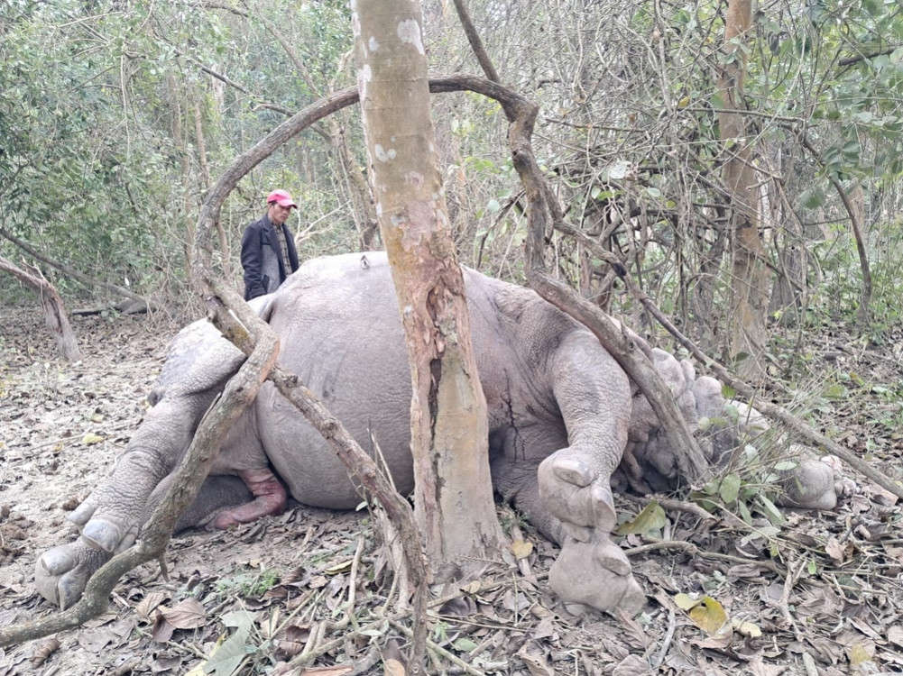 Male rhino found dead