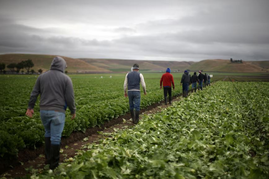 Immigrant US farmworkers prepare for Trump mass deportation plan