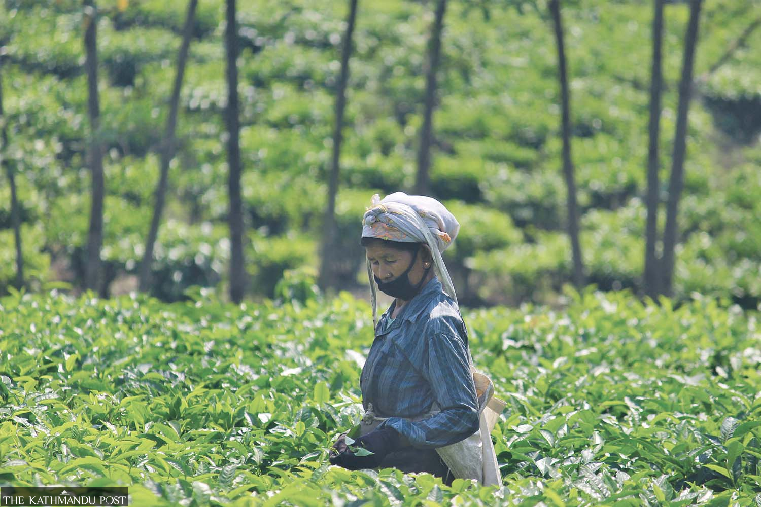 Non-domestic goods dominate Nepal’s exports as high-value products struggle