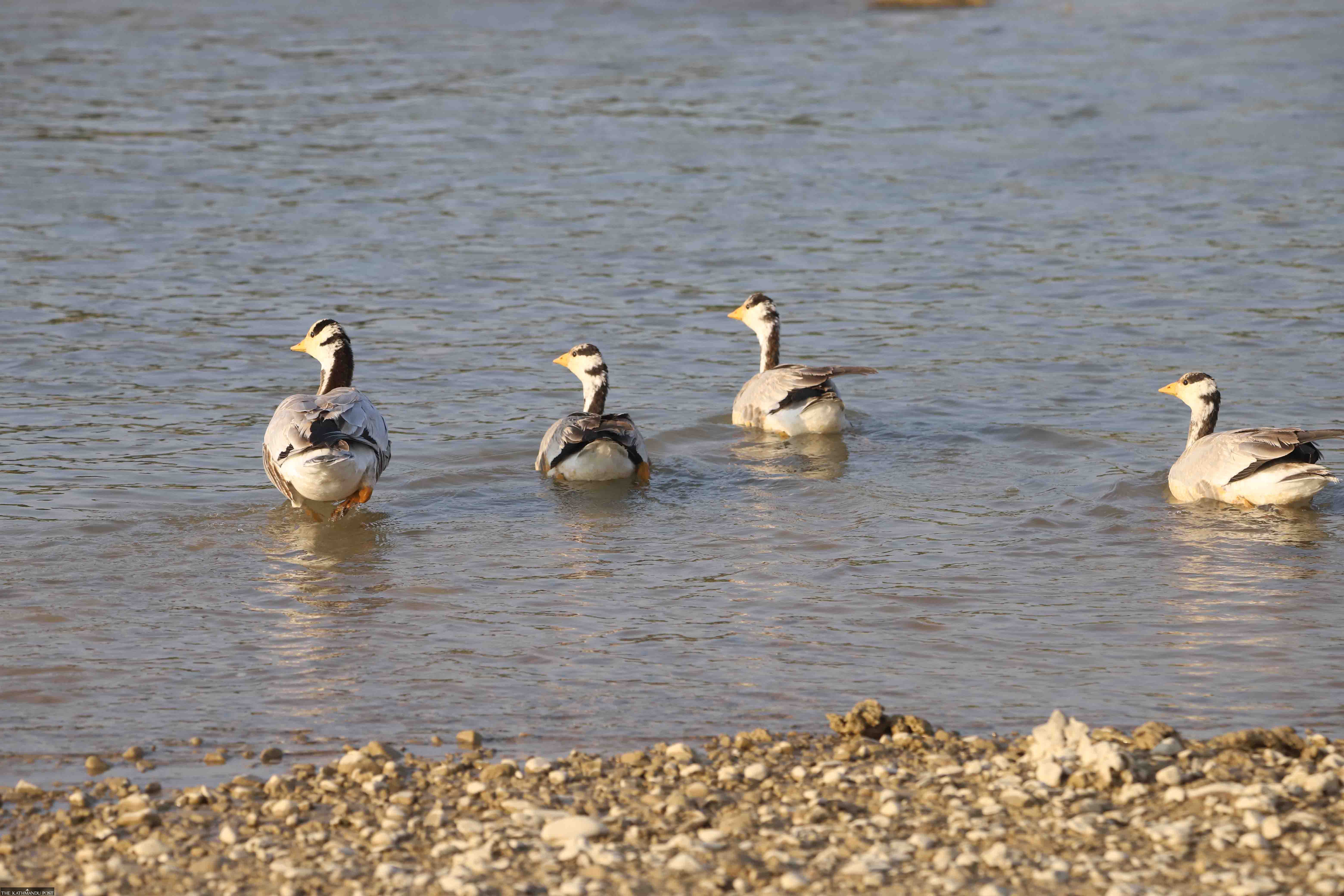 Water bird count begins nationwide