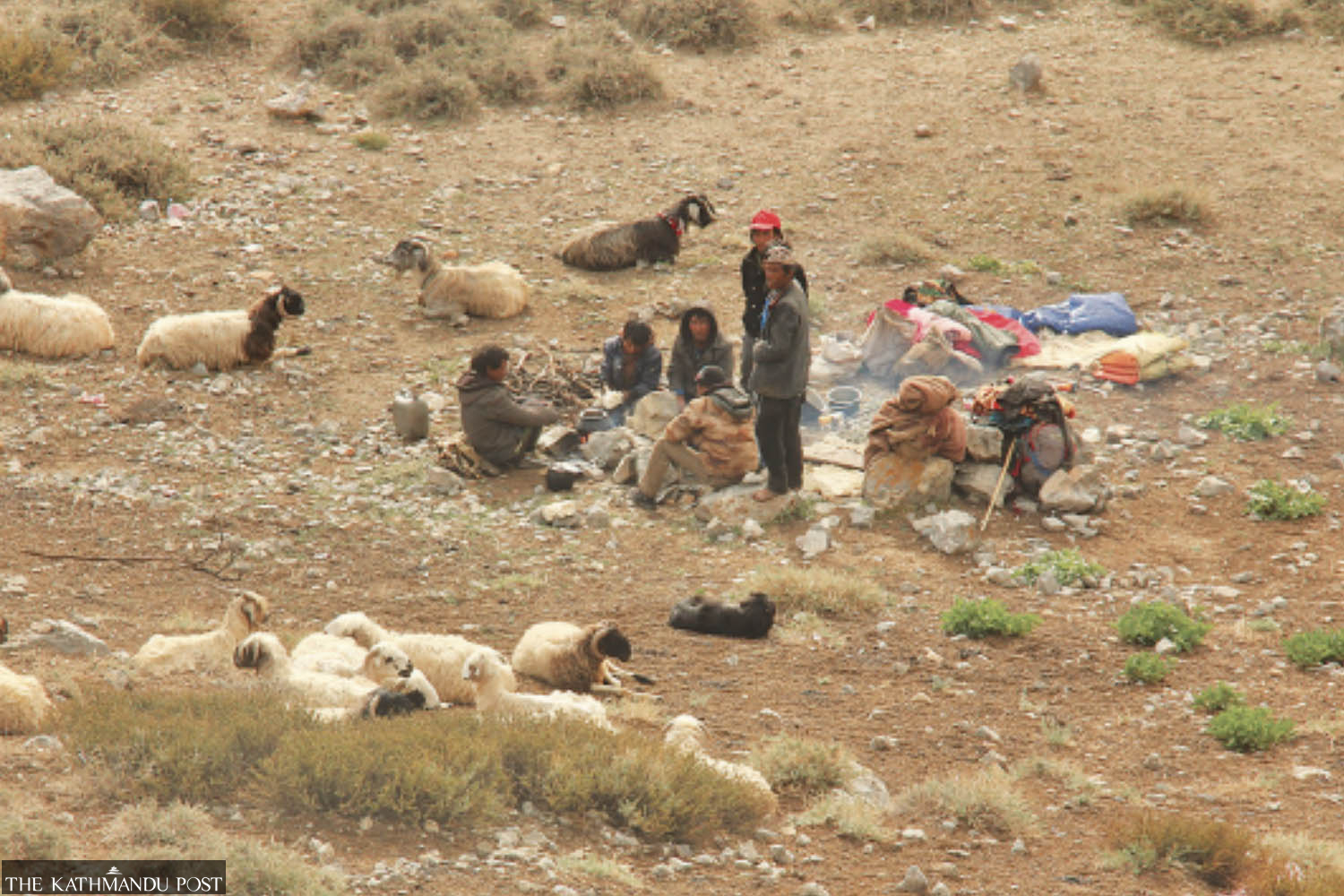 Livestock farming in crisis as China tightens cross-border grazing
