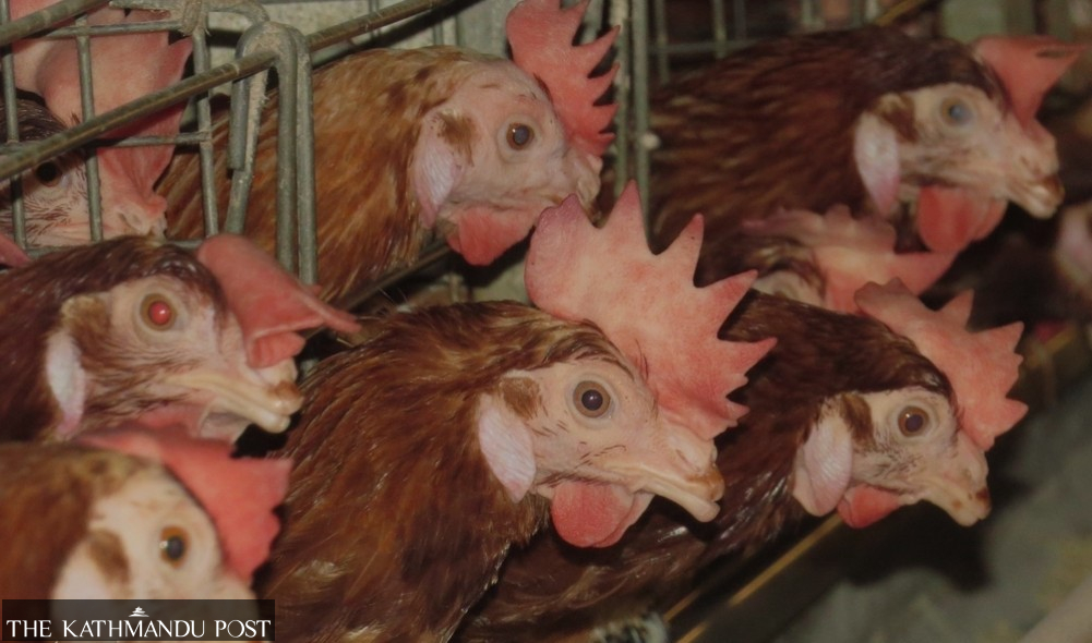Bird flu outbreak and uncertainty hit poultry sector, raising fears of meat and egg shortage during festivals