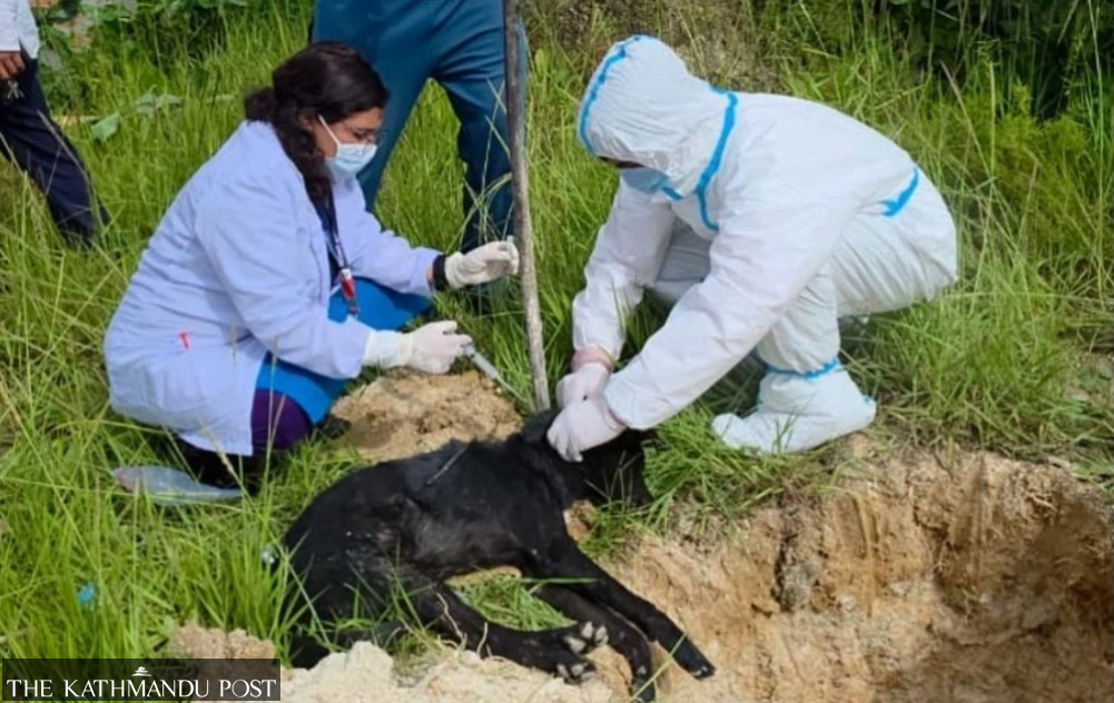 Rabies outbreak prompts veterinary response in Panchthar