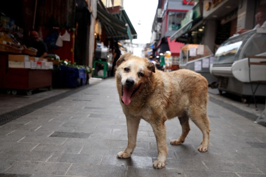 Weeks after dog bite, man dies of rabies