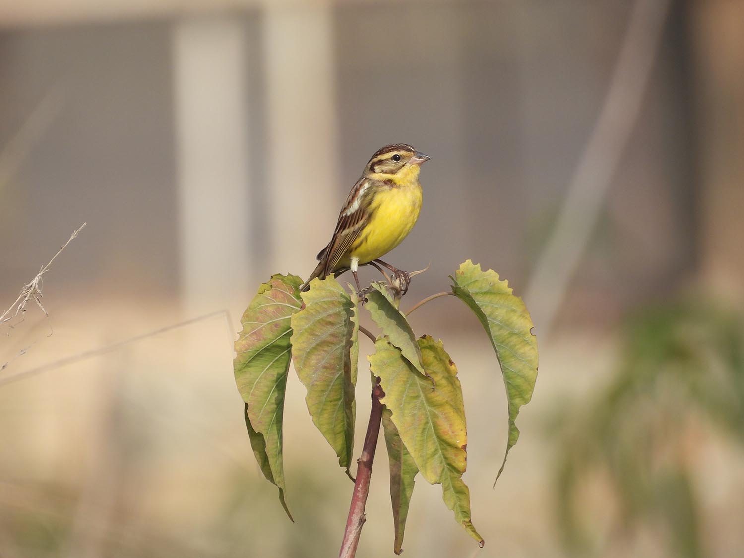 Once common in Nepal’s plains, yellow-breasted bunting now fights for survival