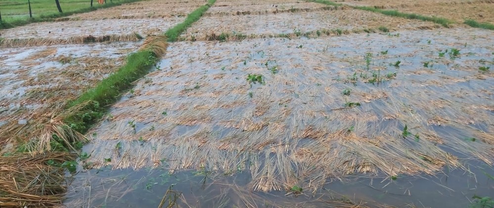 Storms and heavy rain destroy crops just before harvest