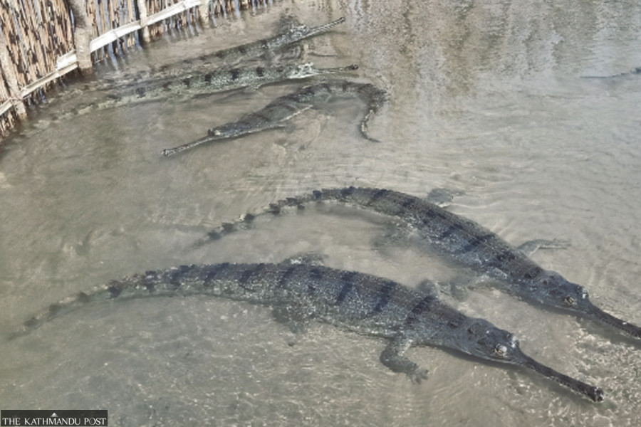Record gharial hatchlings offer fresh hope for Bardiya’s rivers