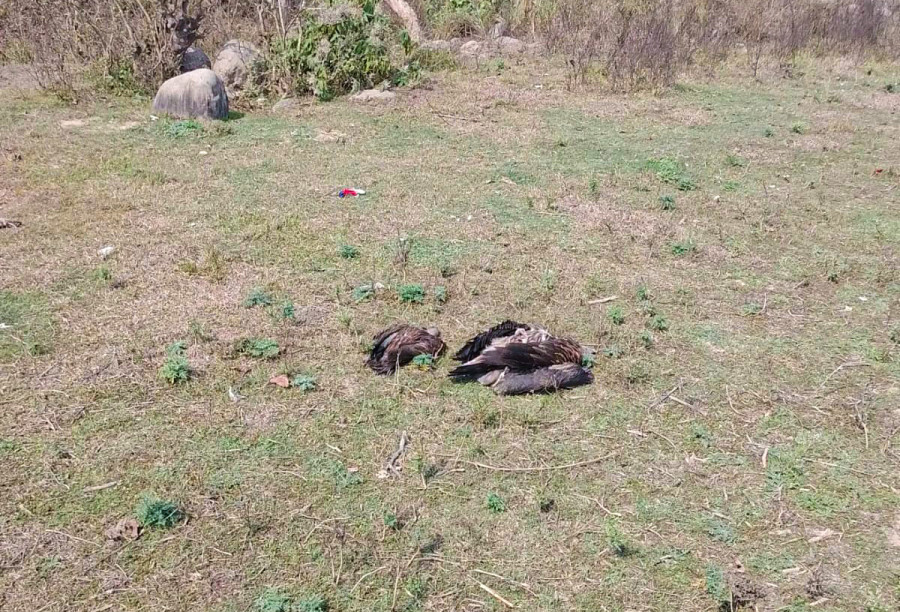 Nepal bans three veterinary painkillers linked to vulture deaths