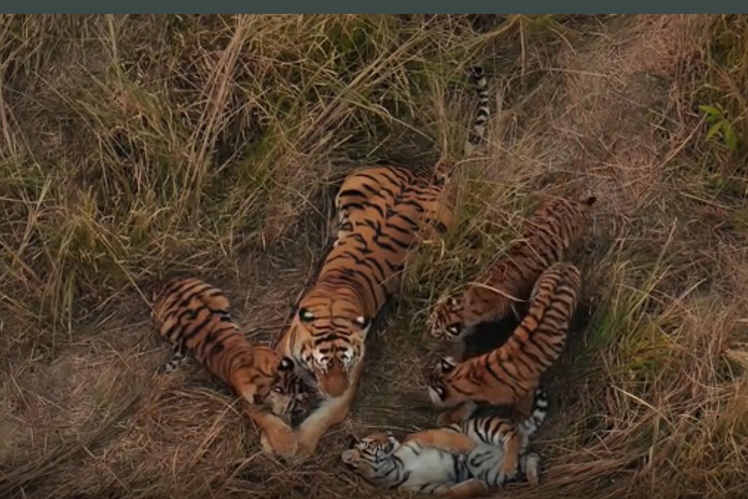 BBC documentary puts Bardiya’s tigers in global spotlight
