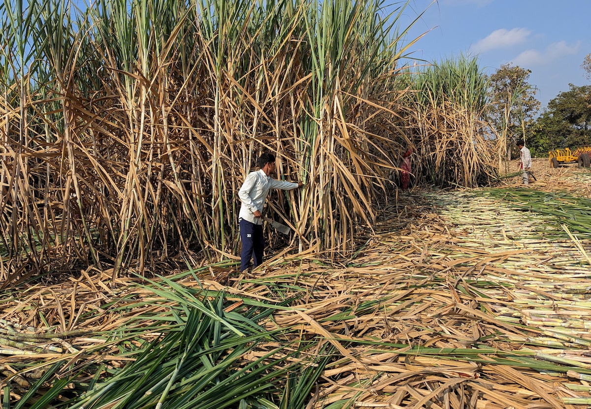 India bans sugar exports until Sept 2026 to cool local prices